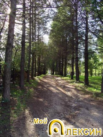 Аллея в парке на Соцгороде