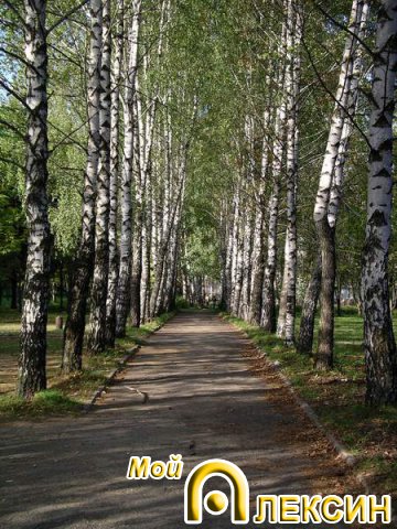 Березовая аллея в парке на Соцгороде