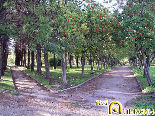 Рябиновая аллея в парке на Соцгороде