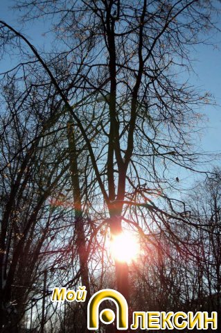 Мороз и солнце, и щеглы