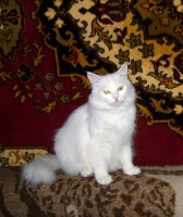 В Ясногорске спасли кота, который почти неделю находился под завалами взорвавшегося дома