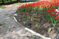 В Алексине ищут вандалов, испортивших клумбу с тюльпанами